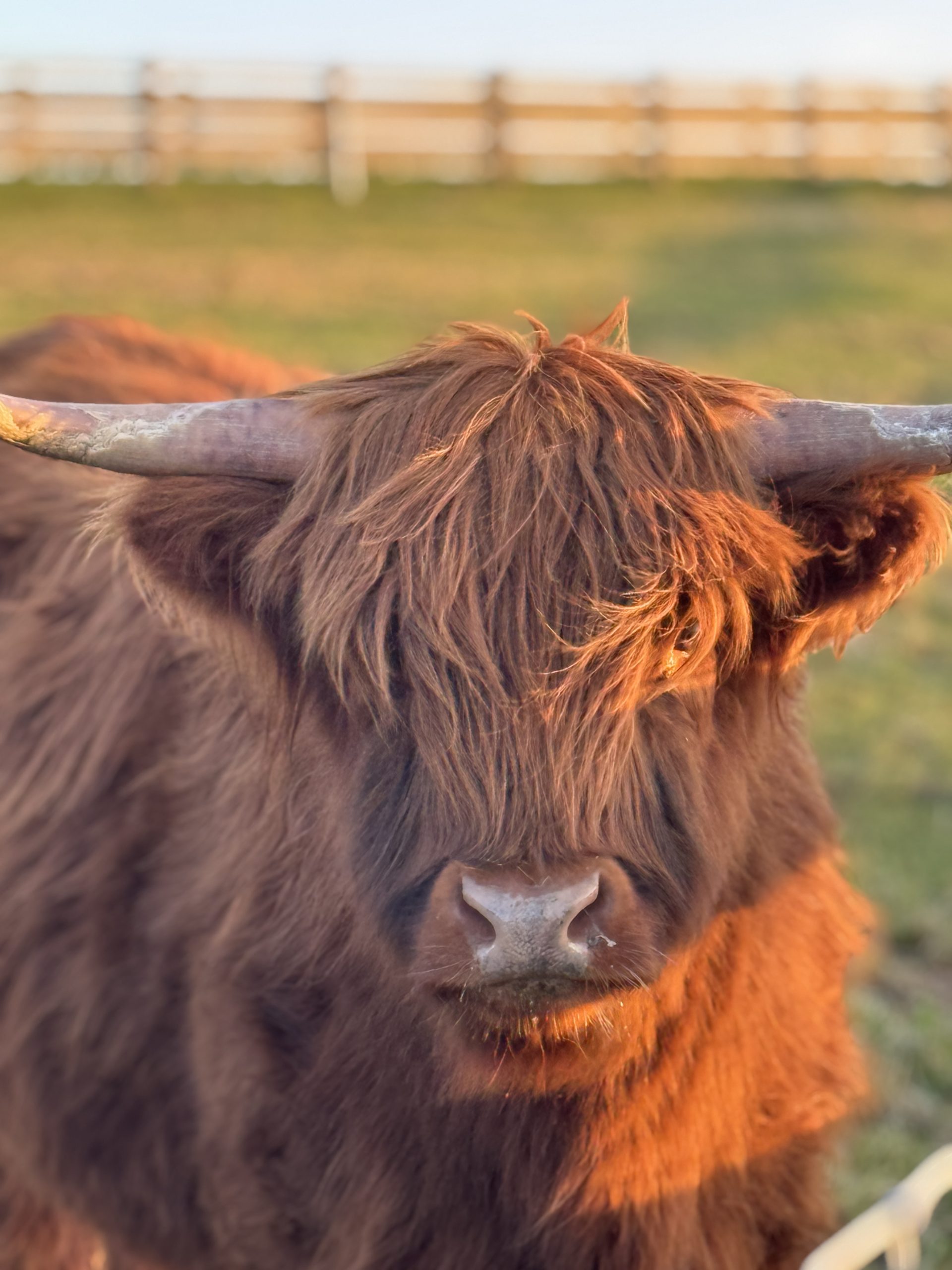 A Highland cow at golden hour on the estate