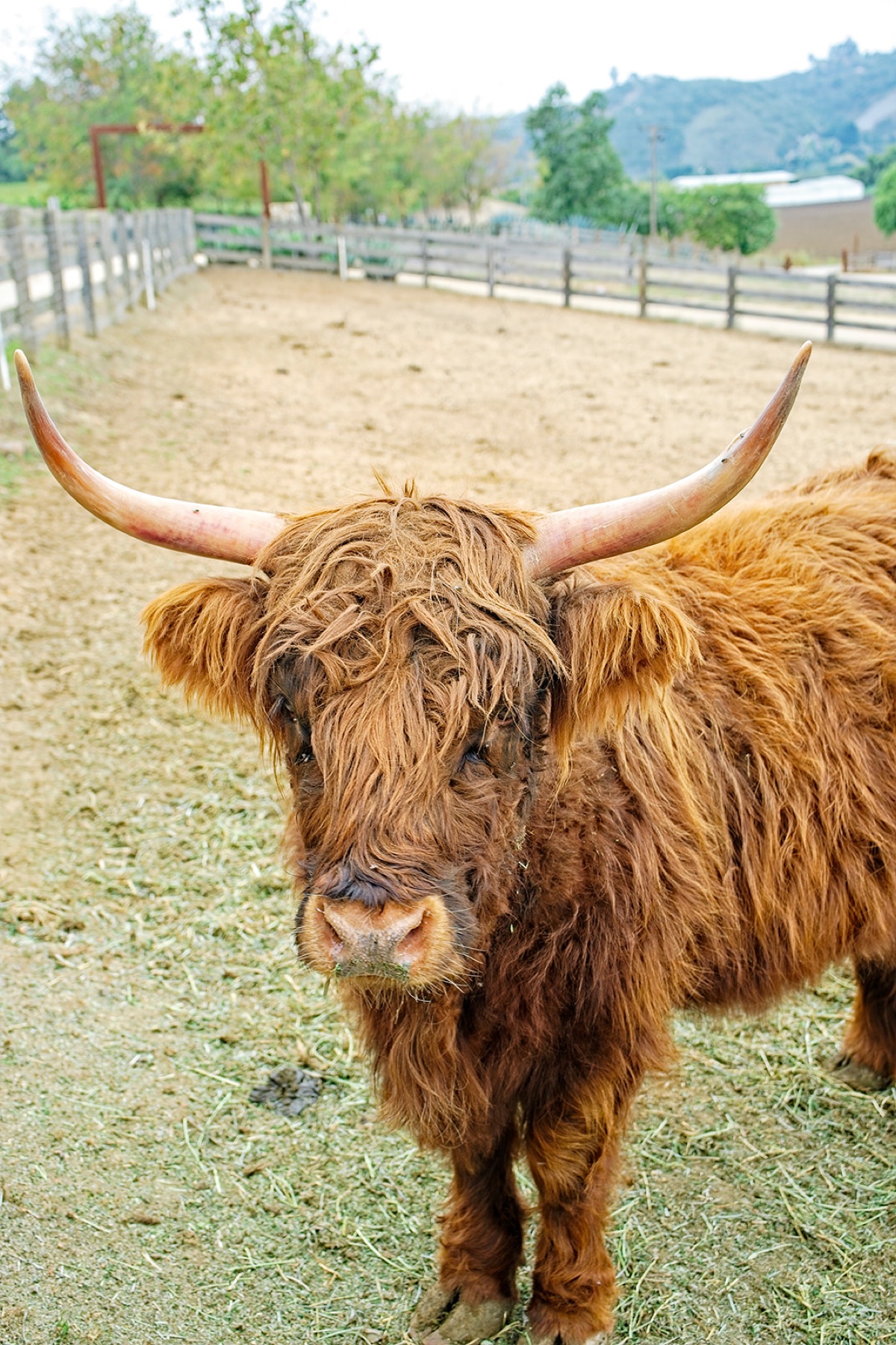 A long-horned Highland cow facing the camera in the estate paddock
