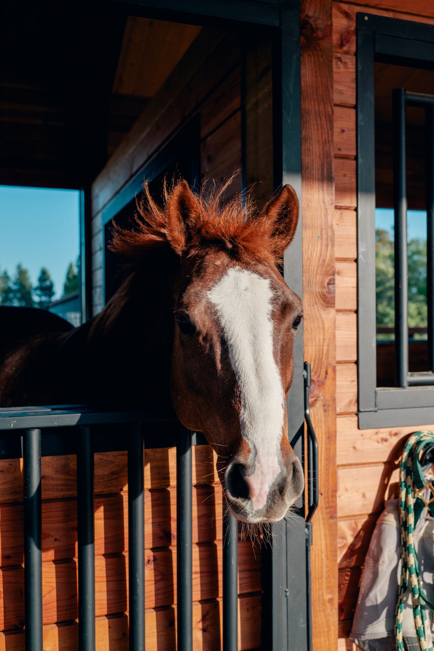 A chestnut horse looking out from its stall in the Cavalli stables