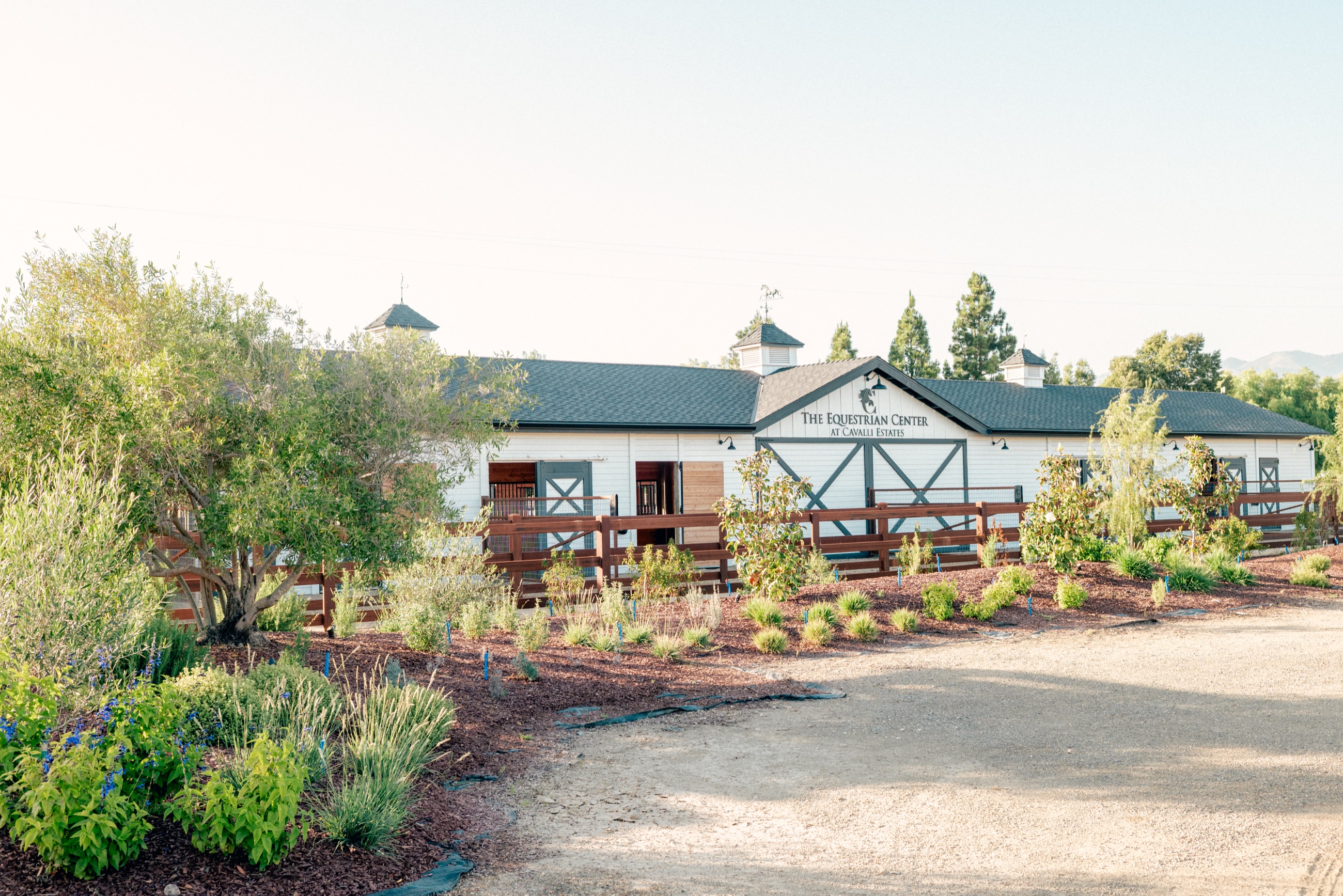 The Equestrian Center at Cavalli Estates, a white barn with cupolas behind new gardens
