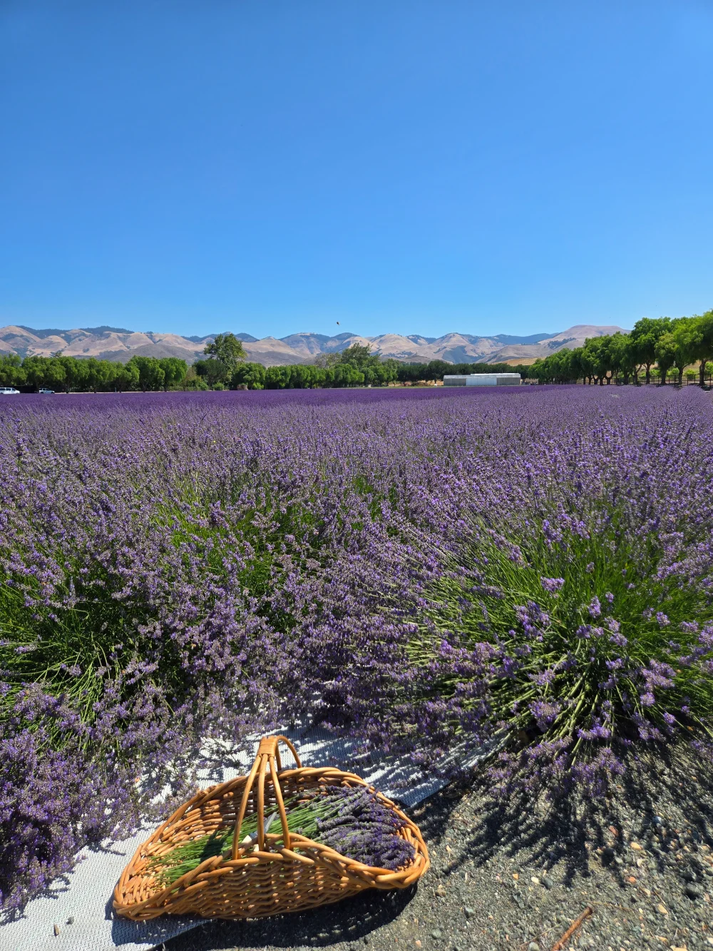 A harvest basket among the lavender rows