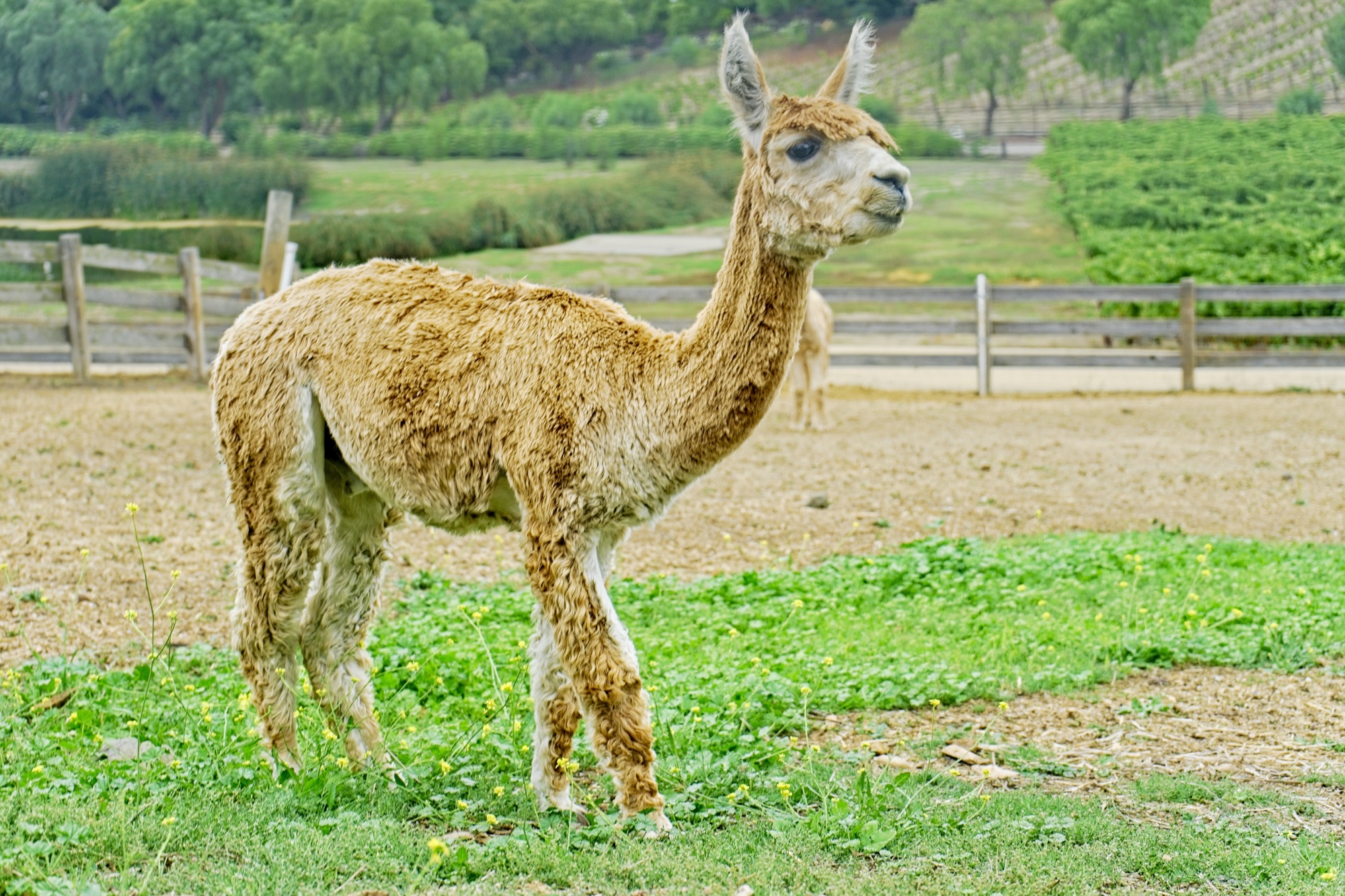 One of the estate's alpaca in the pasture with the vineyards beyond