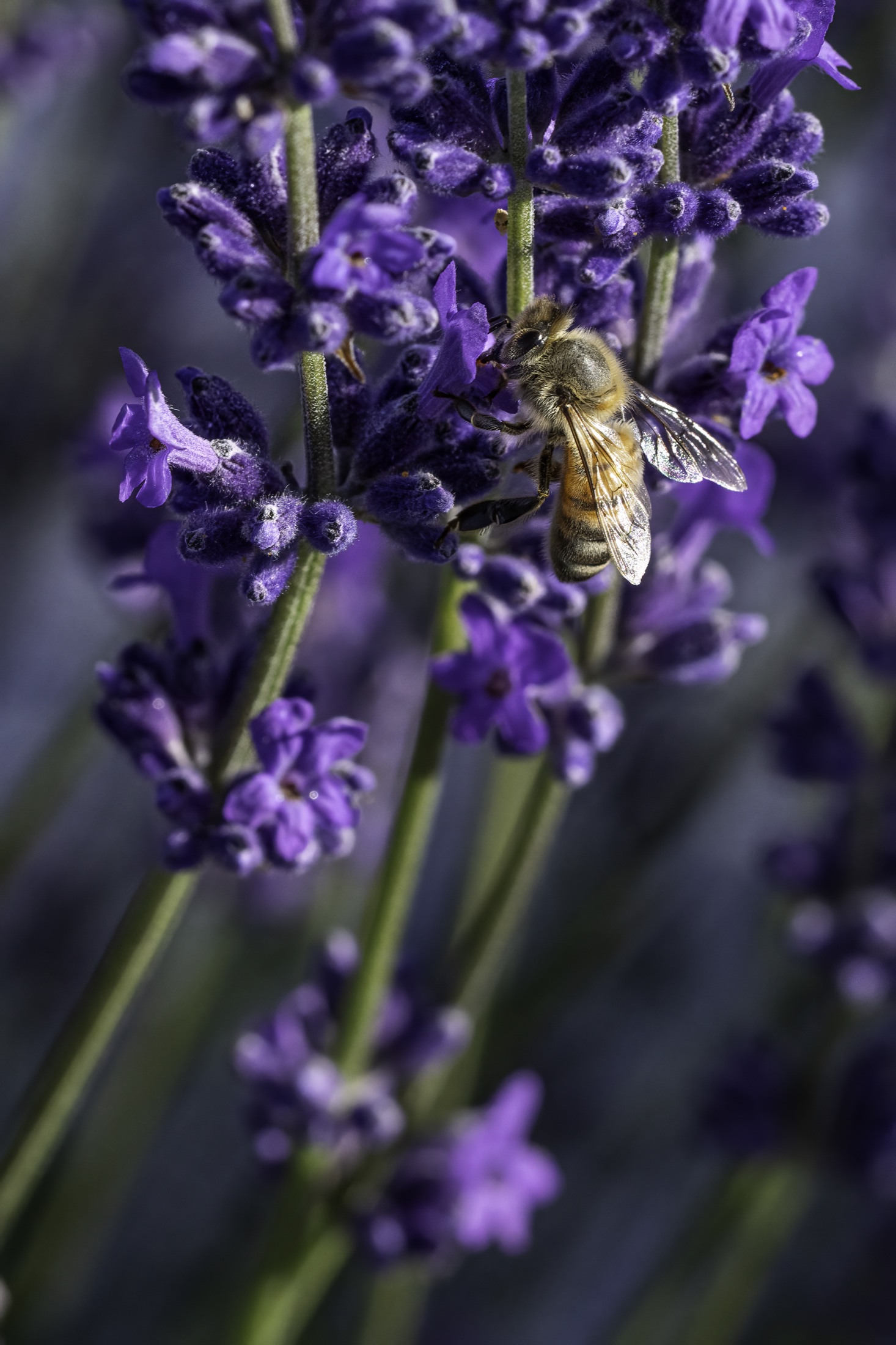 A honeybee working the purple blooms of Cavalli lavender, up close