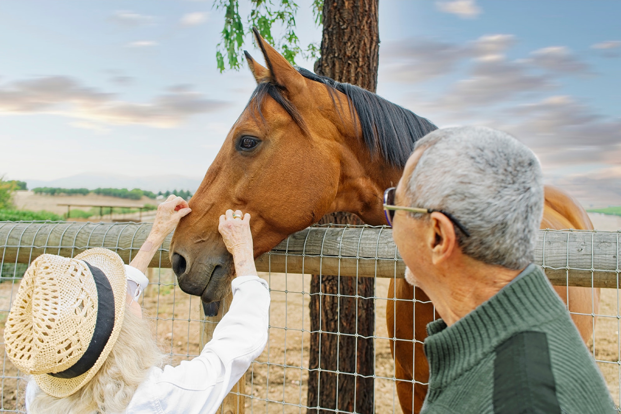 Guests greeting one of the estate's horses over the paddock fence
