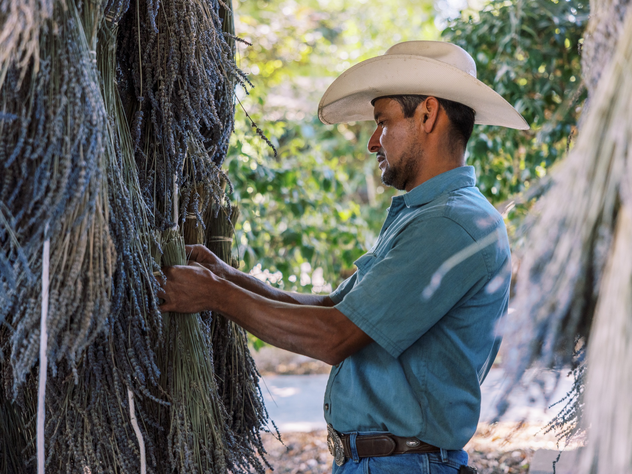 A farmhand in a white hat tending hand-tied lavender bundles hung to dry