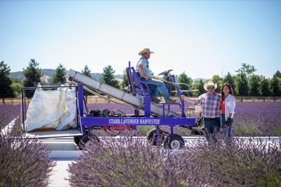 Harvesting lavender rows with the purple Starr harvester beneath the Edna Valley hills