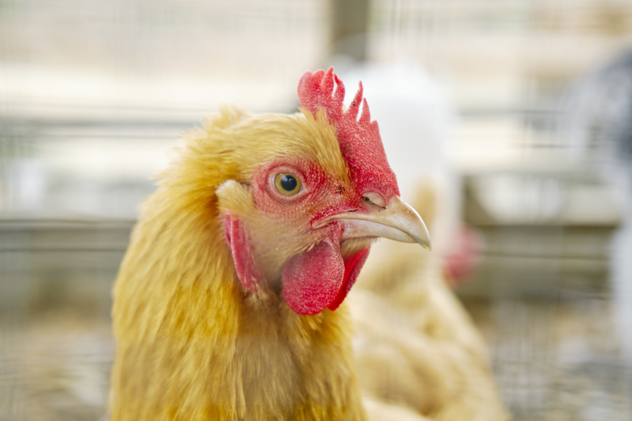 A hen from the estate's free-ranging flock, close up