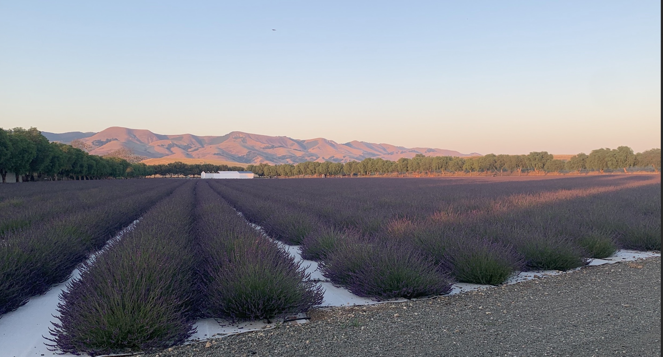 The lavender fields at sunset